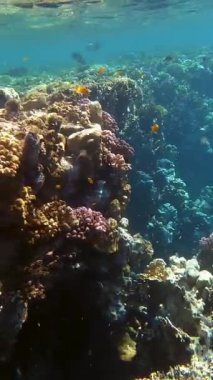 Su altı mercan kayalıkları. Renkli egzotik balıklarla dolu deniz altı mercan bahçesi. Deniz hayatı. Deniz dünyası. Sualtı Tropik Balık ve Mercan Bahçesi.
