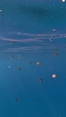 Balık sürüleri. Su altı mercan kayalıkları. sayısız küçük, renkli, egzotik resif balığı mavi denizde yüzer ve güneş ışınları altında parlar. Okyanus ya da denizdeki su altı yaşamı. inanılmaz deniz manzarası.