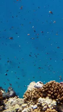 Su altı mercan kayalıkları. Su altı mercan bahçesi, güneş ışığında, sayısız küçük, renkli, parlak, egzotik resif balığıyla. Deniz hayatı. deniz dünyası.