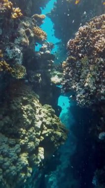 Su altı mercan kayalıkları. Renkli egzotik balıklarla dolu deniz altı mercan bahçesi. Deniz hayatı. Deniz dünyası. Sualtı Tropik Balık ve Mercan Bahçesi.