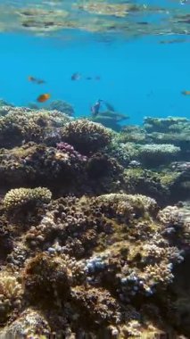 Su altı mercan kayalıkları. Renkli egzotik balıklarla dolu deniz altı mercan bahçesi. Deniz hayatı. Deniz dünyası. Sualtı Tropik Balık ve Mercan Bahçesi.