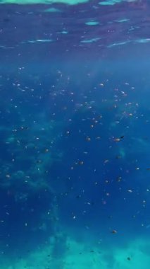 Balık sürüleri. Su altı mercan kayalıkları. sayısız küçük, renkli, egzotik resif balığı mavi denizde yüzer ve güneş ışınları altında parlar. Okyanus ya da denizdeki su altı yaşamı. inanılmaz deniz manzarası.
