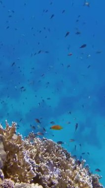 Su altı mercan kayalıkları. Su altı mercan bahçesi, güneş ışığında, sayısız küçük, renkli, parlak, egzotik resif balığıyla. Deniz hayatı. deniz dünyası.