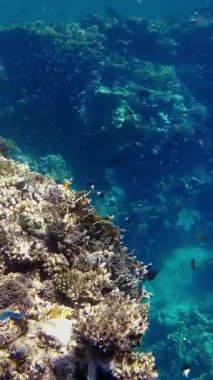 Su altı mercan kayalıkları. Renkli egzotik balıklarla dolu deniz altı mercan bahçesi. Deniz hayatı. Deniz dünyası. Sualtı Tropik Balık ve Mercan Bahçesi.