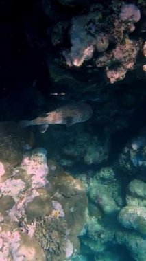 Su altı mercan kayalıkları. Sualtı mercan bahçesi deniz manzarası, güneş ışığında, garip ve egzotik, tropikal balıklarla. Deniz hayatı. Deniz dünyası. Suyun altında sağlıklı mercan bahçesi