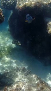 Su altı mercan kayalıkları. Su altı mercan bahçesi deniz manzarası, güneş ışığında, renkli egzotik balıklarla. Deniz hayatı. Deniz dünyası. Sualtı Tropik Balık ve Mercan Bahçesi.