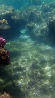 Su altı mercan kayalıkları. Su altı mercan bahçesi deniz manzarası, güneş ışığında, renkli egzotik balıklarla. Deniz hayatı. Deniz dünyası. Sualtı Tropik Balık ve Mercan Bahçesi.