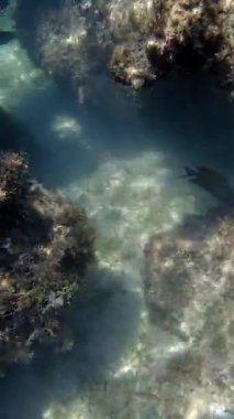 Deniz yatağı. Yakın plan. Su altında ölü, alg mercan resifleriyle kaplanmış, güneş ışığında, garip ve egzotik, tropikal balıklarla. Deniz hayatı. deniz dünyası.