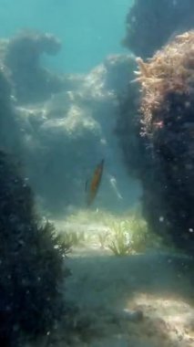 Deniz yatağı. Yakın plan. Su altında ölü mercan resifi, güneş ışığında, garip ve egzotik, tropikal balıklarla. Deniz hayatı. deniz dünyası.