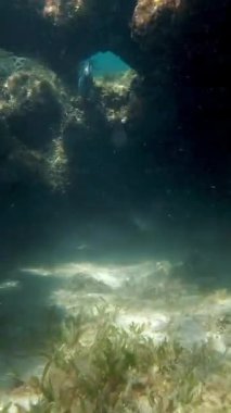 Deniz yatağı. Yakın plan. Su altında ölü mercan resifi, güneş ışığında, garip ve egzotik, tropikal balıklarla. Deniz hayatı. deniz dünyası.