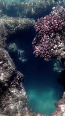 Deniz yatağı. Yakın plan. Su altında ölü mercan resifi, güneş ışığında, garip ve egzotik, tropikal balıklarla. Deniz hayatı. deniz dünyası.