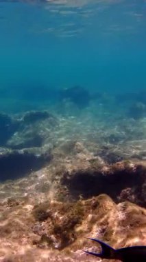Deniz yatağı. Yakın plan. Su altında ölü mercan resifi, güneş ışığında, garip ve egzotik, tropikal balıklarla. Deniz hayatı. deniz dünyası.