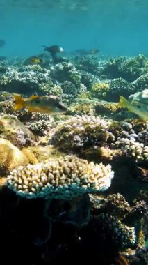 Su altı mercan kayalıkları. Su altı mercan bahçesi deniz manzarası, güneş ışığında, renkli, egzotik, tropikal balıklarla. Deniz hayatı. Deniz dünyası. Suyun altında sağlıklı mercan bahçesi.