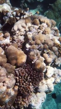 Su altı mercan kayalıkları. Yakın plan. Su altı mercan bahçesi deniz manzarası, güneş ışığında, renkli, egzotik, tropikal balıklarla. Deniz hayatı. Deniz dünyası. Suyun altında sağlıklı mercan bahçesi.