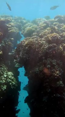 Su altı mercan kayalıkları. Su altı mercan bahçesi deniz manzarası, güneş ışığında, renkli, egzotik, tropikal balıklarla. Deniz hayatı. Deniz dünyası. Suyun altında sağlıklı mercan bahçesi.