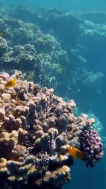 Su altı mercan kayalıkları. Su altı mercan bahçesi deniz manzarası, güneş ışığında, renkli, egzotik, tropikal balıklarla. Deniz hayatı. Deniz dünyası. Suyun altında sağlıklı mercan bahçesi.
