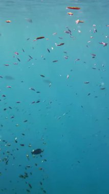 Balık sürüleri. Su altı mercan kayalıkları. sayısız farklı renkli, egzotik resif balığı mavi denizde yüzer ve güneş ışınları altında parlar. Okyanus ya da denizdeki su altı yaşamı. inanılmaz deniz manzarası.