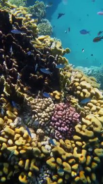 Su altı mercan kayalıkları. Güneş ışığında, güzel sualtı mercan bahçesi, renkli, egzotik, tropikal balıklarla. Deniz hayatı. Deniz dünyası. Suyun altında sağlıklı mercan bahçesi.