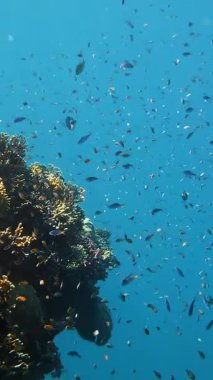 Balık sürüleri. Su altı mercan kayalıkları. sayısız farklı renkli, egzotik resif balığı mavi denizde yüzer ve güneş ışınları altında parlar. Okyanus ya da denizdeki su altı yaşamı. inanılmaz deniz manzarası.