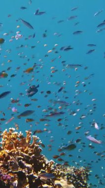 Su altı mercan kayalıkları. Balık sürüleri. sayısız farklı renkli, egzotik resif balığı mavi denizde yüzer ve güneş ışınları altında parlar. Okyanus ya da denizdeki su altı yaşamı. inanılmaz deniz manzarası.