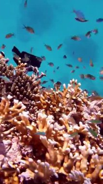 Su altı mercan kayalıkları. Balık sürüleri. sayısız farklı renkli, egzotik resif balığı mavi denizde yüzer ve güneş ışınları altında parlar. Okyanus ya da denizdeki su altı yaşamı. inanılmaz deniz manzarası.