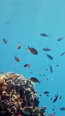 Balık sürüleri. Su altı mercan kayalıkları. sayısız farklı renkli, egzotik resif balığı mavi denizde yüzer ve güneş ışınları altında parlar. Okyanus ya da denizdeki su altı yaşamı. inanılmaz deniz manzarası.