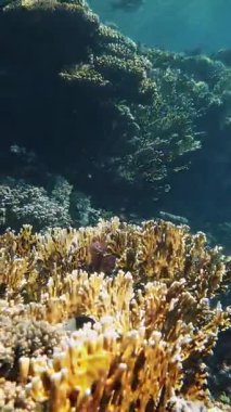 Su altı mercan kayalıkları. Güneş ışığında, güzel sualtı mercan bahçesi, renkli, egzotik, tropikal balıklarla. Deniz hayatı. Deniz dünyası. Suyun altında sağlıklı mercan bahçesi.