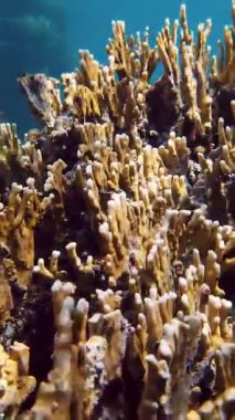 Su altı mercan kayalıkları. Yakın plan. Güneş ışığında, sağlıklı sarı mercan bahçesinin güzel sualtı deniz manzarası. Deniz hayatı. Su altı dünyası.