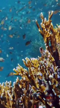 Su altı mercan resifi. Yakın plan. Güzel, renkli, sualtı mercan bahçesi deniz manzaralı, güneş ışığında, küçük parlak, egzotik balıklarla dolu bir okul. Deniz hayatı. Deniz dünyası. Suyun altında sağlıklı mercan bahçesi.