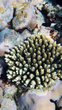 Su altı mercan kayalıkları. Yakın plan. Yarı ölü, sualtı mercan bahçesi, güneş ışığında, egzotik balıklarla. Deniz hayatı. Deniz altı dünyasının deniz manzarası.