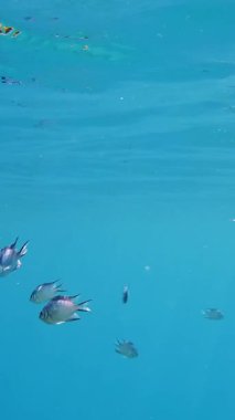 Balık sürüleri. sayısız farklı renkli, egzotik resif balığı mavi denizde yüzer ve güneş ışınları altında parlar. Okyanus ya da denizdeki su altı yaşamı. inanılmaz deniz manzarası.