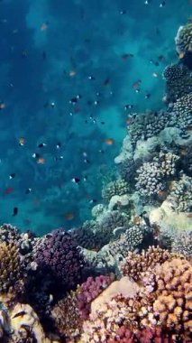 Su altı mercan kayalıkları. Güneş ışığında, güzel sualtı mercan bahçesi, renkli, egzotik, tropikal balıklarla. Deniz hayatı. Deniz dünyası. Suyun altında sağlıklı mercan bahçesi.