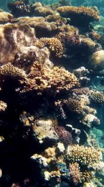 Su altı mercan kayalıkları. Güneş ışığında, güzel sualtı mercan bahçesi, renkli, egzotik, tropikal balıklarla. Deniz hayatı. Deniz dünyası. Suyun altında sağlıklı mercan bahçesi.