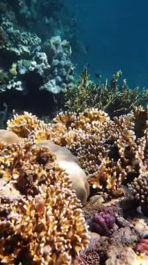 Su altı mercan kayalıkları. Güneş ışığında, güzel sualtı mercan bahçesi, renkli, egzotik, tropikal balıklarla. Deniz hayatı. Deniz dünyası. Suyun altında sağlıklı mercan bahçesi.