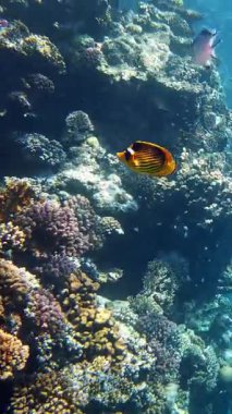 Su altı mercan kayalıkları. Güneş ışığında, güzel sualtı mercan bahçesi, renkli, egzotik, tropikal balıklarla. Deniz hayatı. Deniz dünyası. Suyun altında sağlıklı mercan bahçesi.