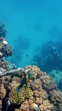 Su altı mercan kayalıkları. Güneş ışığında, güzel sualtı mercan bahçesi, renkli, egzotik, tropikal balıklarla. Deniz hayatı. Deniz dünyası. Suyun altında sağlıklı mercan bahçesi.