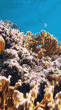 Su altı mercan kayalıkları. Yakın plan. Güneş ışığında, su altı mercan bahçesi. Renkli, parlak, egzotik resif balıklarıyla. Deniz hayatı. deniz dünyası.