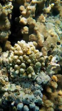 Su altı mercan kayalıkları. Yakın plan. Su altı mercan bahçesi, güneş ışığı altında, sayısız renkli, parlak, egzotik resif balığıyla. Deniz hayatı. deniz dünyası.