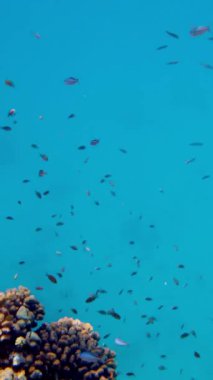 Balık sürüleri. Su altı mercan kayalıkları. sayısız farklı renkli, egzotik resif balığı mavi denizde yüzer ve güneş ışınları altında parlar. Okyanus ya da denizdeki su altı yaşamı. inanılmaz deniz manzarası.