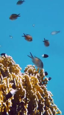 Balık sürüleri. Su altı mercan kayalıkları. sayısız farklı renkli, egzotik resif balığı mavi denizde yüzer ve güneş ışınları altında parlar. Okyanus ya da denizdeki su altı yaşamı. inanılmaz deniz manzarası.