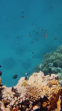 Su altı mercan kayalıkları. Güneş ışığında, güzel sualtı mercan bahçesi, renkli, egzotik, tropikal balıklarla. Deniz hayatı. Deniz dünyası. Suyun altında sağlıklı mercan bahçesi.