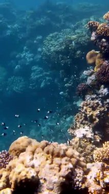 Su altı mercan kayalıkları. Güzel, renkli, sualtı mercan bahçesi deniz manzaralı, güneş ışığında, egzotik, tropikal balıklarla. Deniz hayatı. Deniz dünyası. Suyun altında sağlıklı mercan bahçesi.