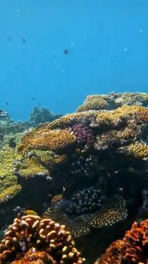 Su altı mercan kayalıkları. Güzel, renkli, sualtı mercan bahçesi deniz manzaralı, güneş ışığında, egzotik, tropikal balıklarla. Deniz hayatı. Deniz dünyası. Suyun altında sağlıklı mercan bahçesi.