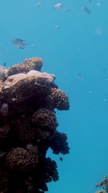 Su altı mercan kayalıkları. Güzel, renkli, sualtı mercan bahçesi deniz manzaralı, güneş ışığında, küçük parlak, egzotik balıklarla dolu bir okul. Deniz hayatı. Deniz dünyası. Suyun altında sağlıklı mercan bahçesi.