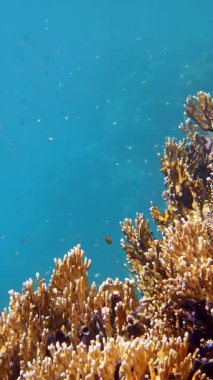Underwater coral reef. Beautiful underwater coral garden seascape, in the sunlight, with countless small, shiny, exotic, reef fish. Marine life. sea world.