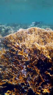 Su altı mercan kayalıkları. Güzel, renkli, sualtı mercan bahçesi deniz manzaralı, güneş ışığında, egzotik, tropikal balıklarla. Deniz hayatı. Deniz dünyası. Suyun altında sağlıklı mercan bahçesi.