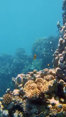 Su altı mercan kayalıkları. Güzel, renkli, sualtı mercan bahçesi deniz manzaralı, güneş ışığında, egzotik, tropikal balıklarla. Deniz hayatı. Deniz dünyası. Suyun altında sağlıklı mercan bahçesi.