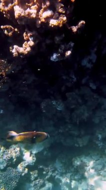 Su altı mercan kayalıkları. Deniz yatağı. Yakın plan. Sualtı mercan bahçesi, güneş ışığı altında, garip ve egzotik, tropikal balıklarla. Deniz hayatı. deniz dünyası.