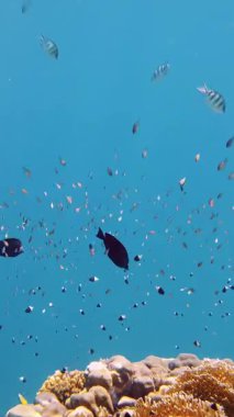 Balık sürüleri. Su altı mercan kayalıkları. sayısız farklı renkli, egzotik resif balığı mavi denizde yüzer ve güneş ışınları altında parlar. Okyanus ya da denizdeki su altı yaşamı. inanılmaz deniz manzarası.