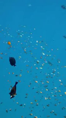 Balık sürüleri. Su altı mercan kayalıkları. sayısız farklı renkli, egzotik resif balığı mavi denizde yüzer ve güneş ışınları altında parlar. Okyanus ya da denizdeki su altı yaşamı. inanılmaz deniz manzarası.